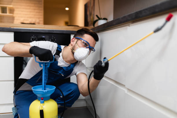 Best Termite Control Services  in Rush City, MN