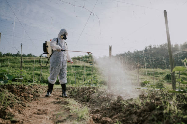 Best Mosquito Control Services  in Rush City, MN