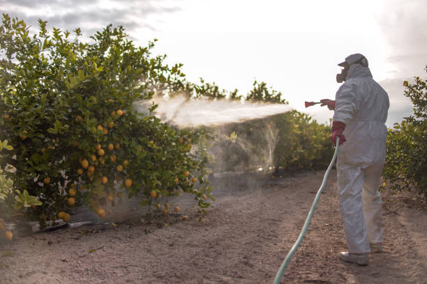 Best Ant Control Services  in Rush City, MN
