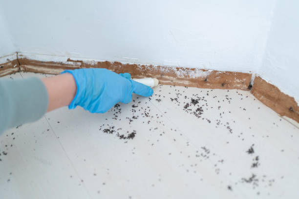 Professional Pest Control in Rush City, MN